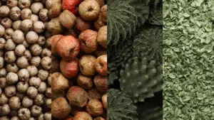 Couro Vegano à Base de Plantas
